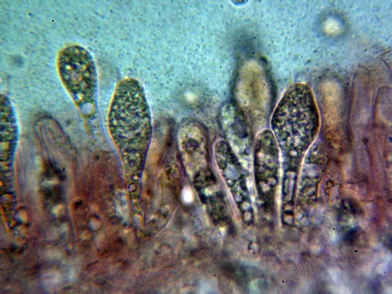 Amanita phalloides 10 - Basidios 2